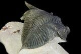 Zlichovaspis Trilobite - Atchana, Morocco #98632-6